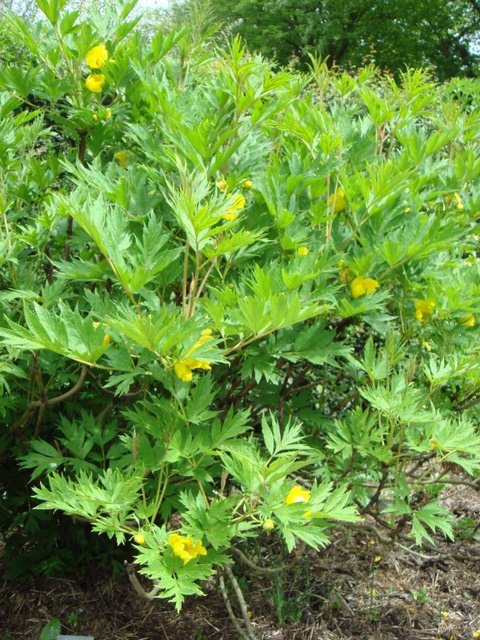 Paeonia delavayi var lutea
